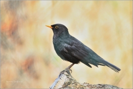 <p>KOS ČERNÝ (Turdus merula) /Common blackbird - Amsel/</p>